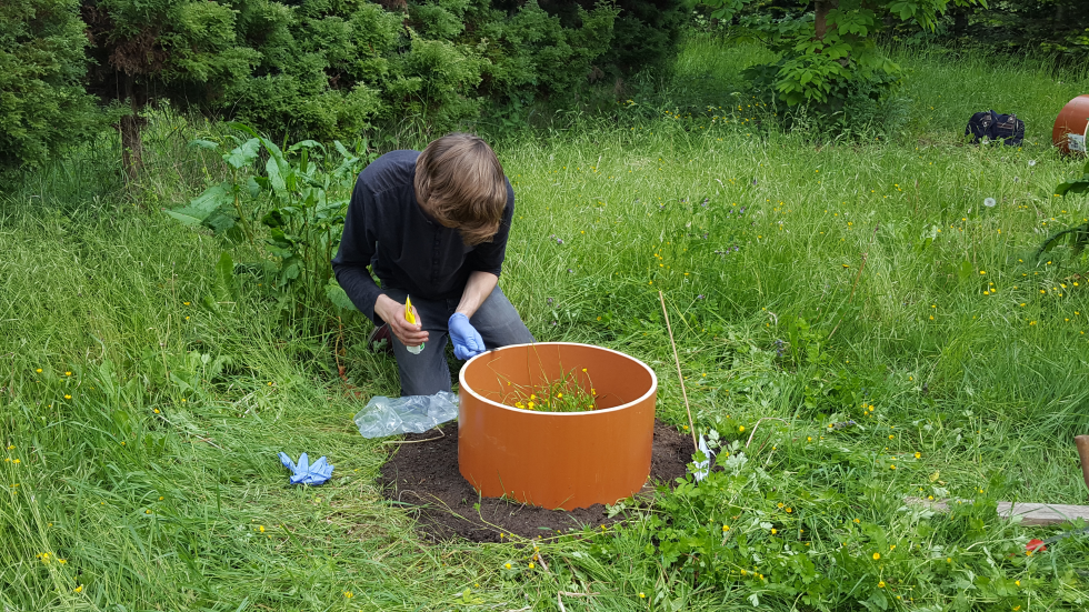 Image: 2017_05_28 Lukas & Jessica isopod experiment 2.png